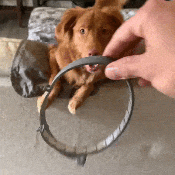 Zgarda Scut Antiparaziți - PawShield 24/7 Collar