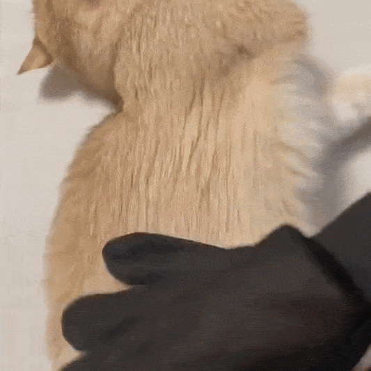 Kit 2-în-1 pentru Blană Curată